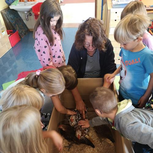 Mehrere Kinder und die Lehrerin stehen/sitzen  um die Schachtel, in der 4 Junghühner sind.