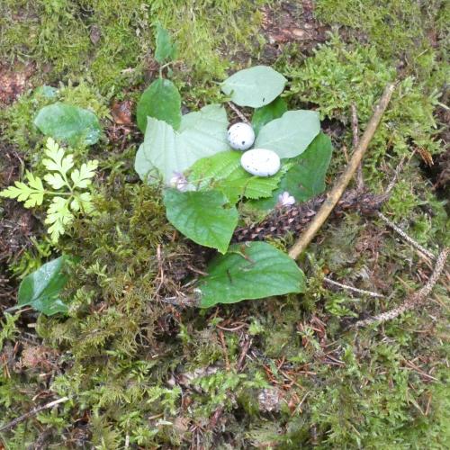 ein von Kindern mit Naturmaterialien gébautes Vogelnest mit Plastikeiern