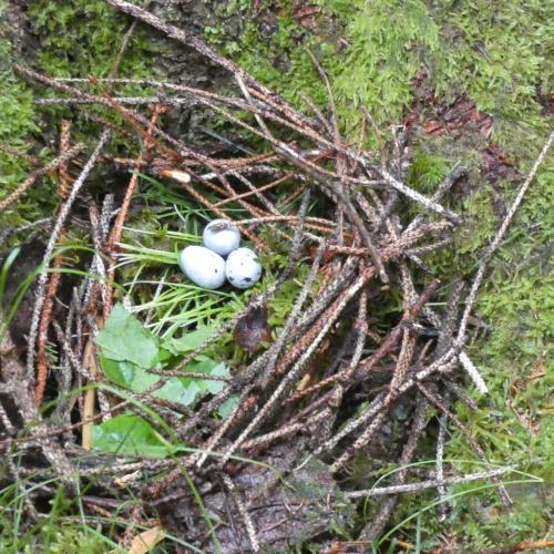 ein von Kindern mit Naturmaterialien gébautes Vogelnest mit Plastikeiern