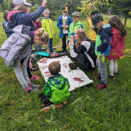 Kinder stehen um ein Plakat über Insektenarten das in der Wiese liegt 