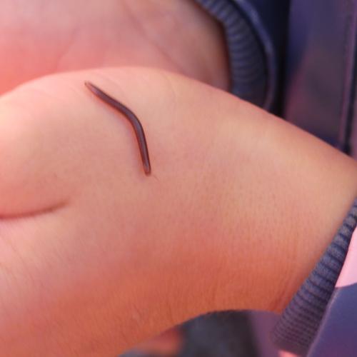 Kinderhand, auf der ein kleiner Tausendfüßler krabbelt