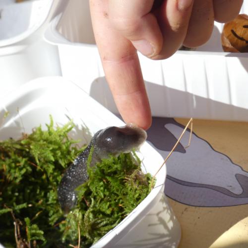 Eine Kinderhand berührt eine graue Nacktschnecke , die sich in einem Becher befindet