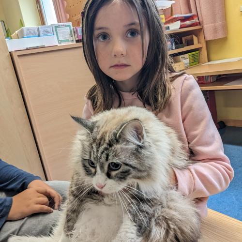 EIn Mädchen mit dunklen Haaren sitzt mit ihrer wuschligen Sibirischen Waldkatze auf der Bank