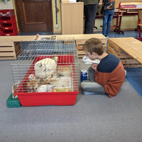 Ein Bub sitzt im Schneidersitz vor einem Käfig in dem Sich eine weiße Henne mit ihren vier Küken befindet und beobachtet