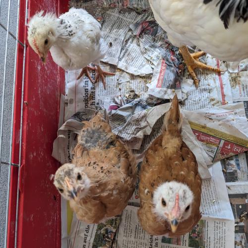 3 Küken - zwei Monate alt - schauen neugierig aus dem Käfig zum Fotografen