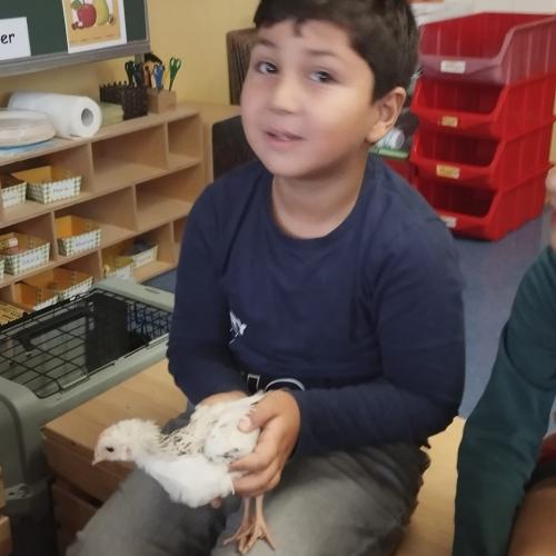 EIn Bub sitzt mit einem weißen Küken auf der Schoß auf der Bank in der Klasse