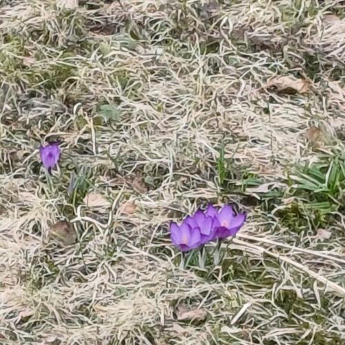 3 lila Krokusse in sonst noch brauner Wiese