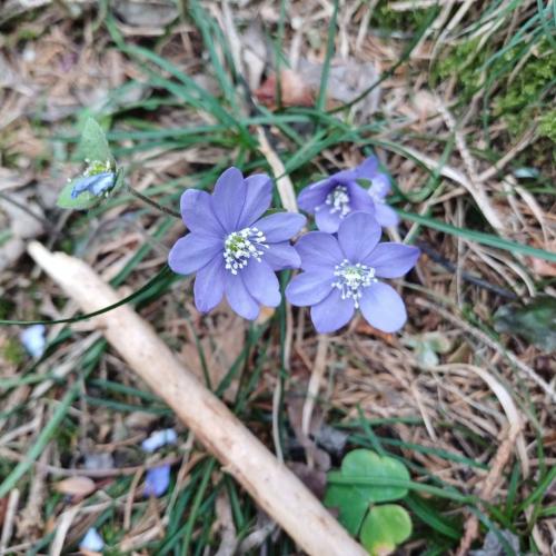Blaue Leberblümchen am noch braunen Waldboden