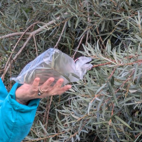 EIn Plastiksack ist um einen Zweig gebunden, um die Verdunstung zu visualisieren.