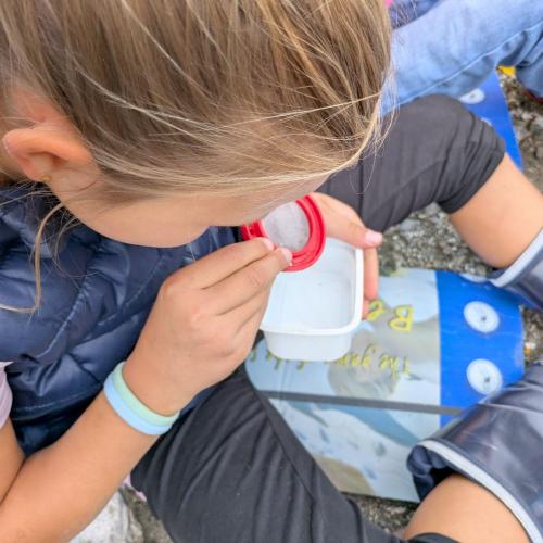 Ein Mädchen untersucht eine Steinfliegenlarve mit einer Becherlupe