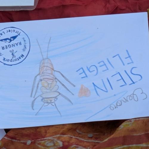 Zeichnung einer Steinfliegenlarve