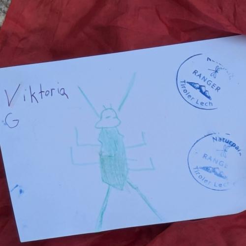 Zeichnung einer Steinfliegenlarve