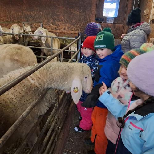 Im Schafstall - man sieht mehrere Schafe und die Kinder stehen vor der Absperrung und streicheln die Schafe