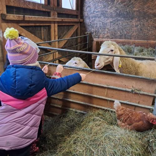 ein Kind steht im Schafstall und im Gehege sieht man 2 Schafe davor sitzt eine braune Henne auf einem Heuhaufen
