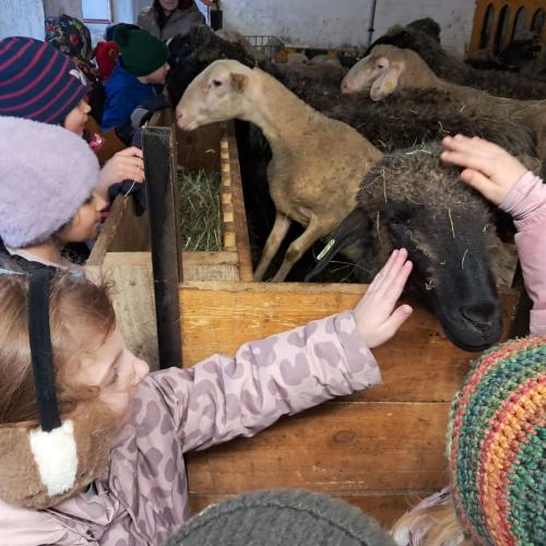 Kinder sind im Stall und streicheln Schafe