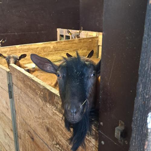 Eine schwarze Ziege schaut aus ihrem Stall heraus