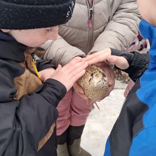 3 Kinder streicheln eine Wachtel