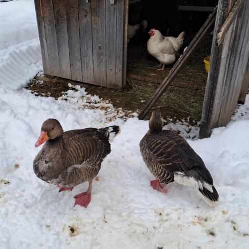 2 Gänse stehen im Schnee vor ihrem Stall - imStall sieht man eine weiße Henne