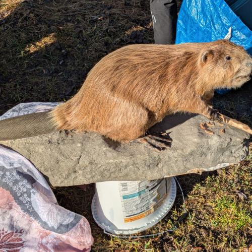 ein ausgestopfter Biber