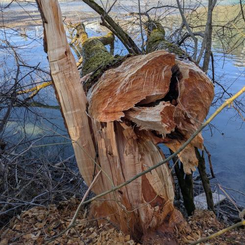 eine vom Biber gefällte Esche