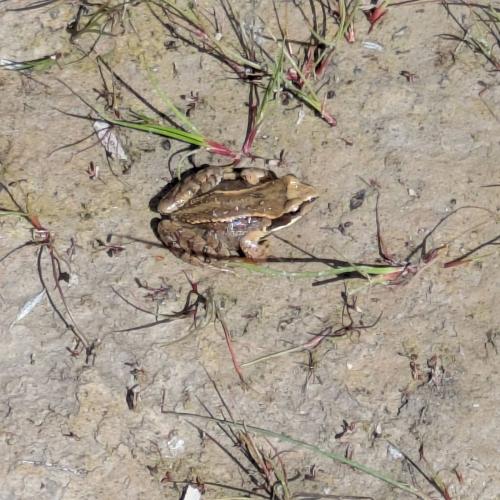 Ein Grasfrosch sitzt im nassen Sand