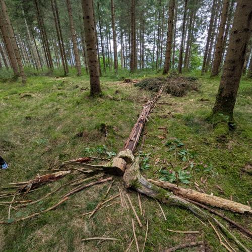 Man sieht am Waldboden eine mit verschiedenem Material gelegte Fichte