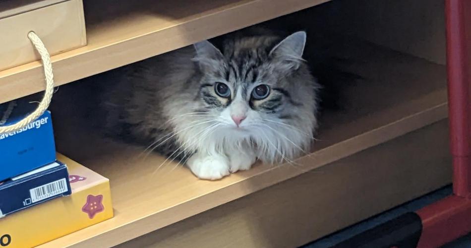 Katze sitzt in einem Ragalfach in der Schule